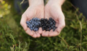 wild blueberry health effects